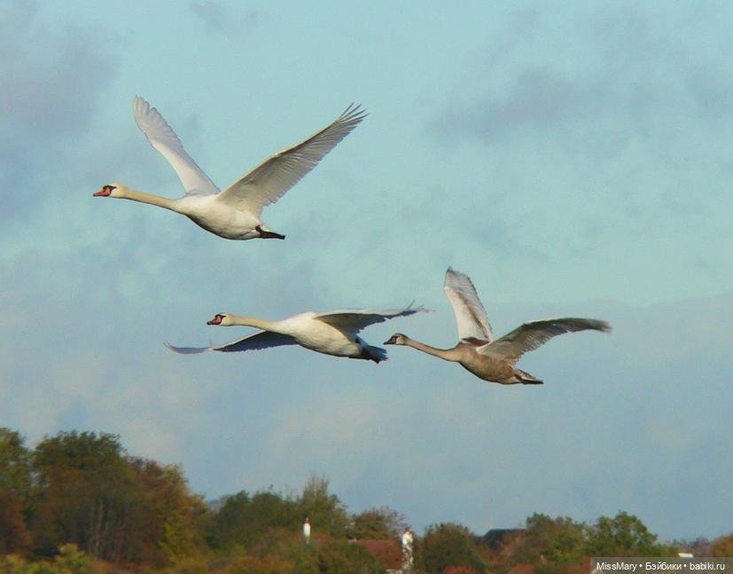 "Золотая вершина". 2 серия (фото 2)