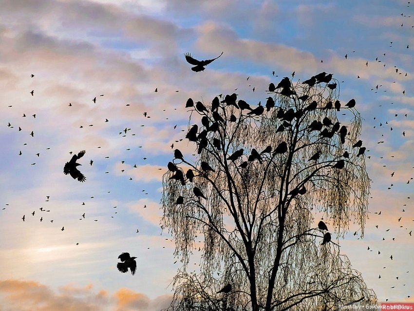 "Золотая вершина". 4 серия