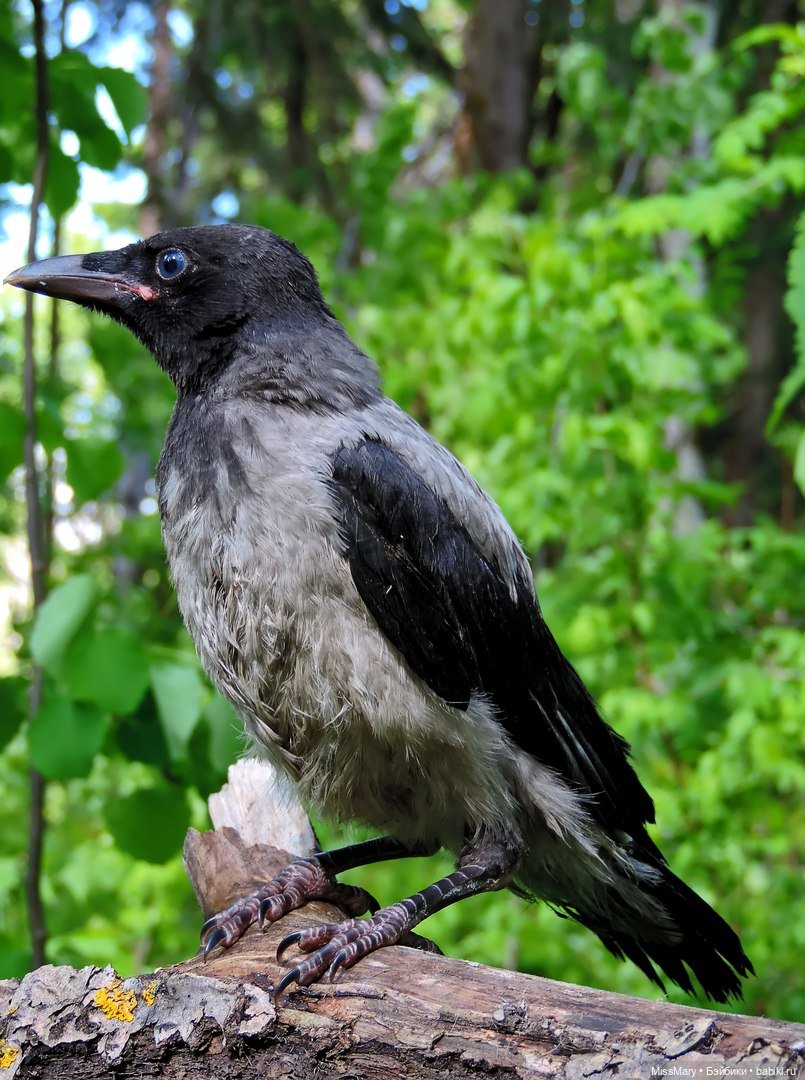 "Золотая вершина". 5 серия