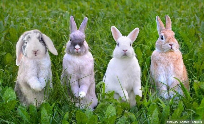 "Золотая вершина". 10 серия (фото 4)