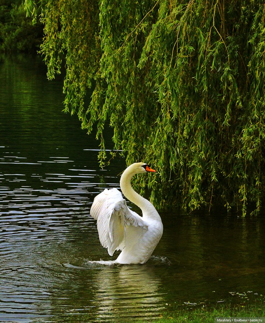 "Золотая вершина". 12 серия