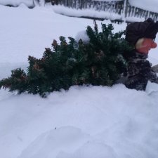 "Веселые картинки". В лес за ёлкой