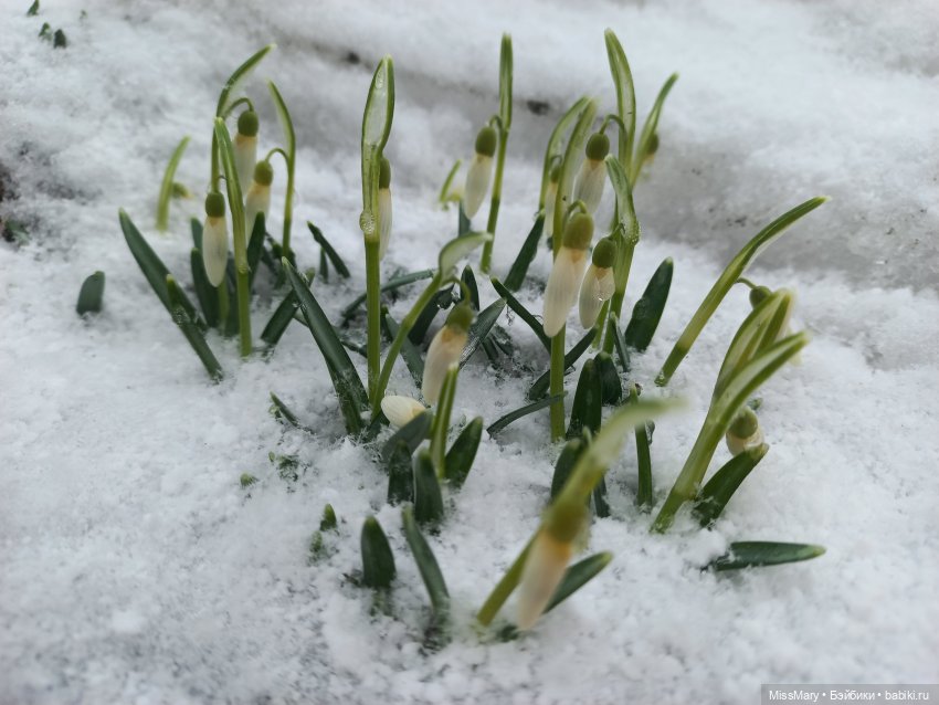 Подснежники — Красивая природа и цветы: фото пейзажей