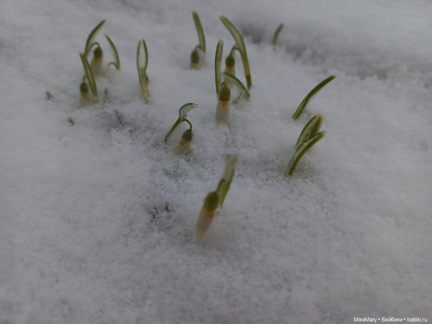 Подснежники — Красивая природа и цветы: фото пейзажей (фото 2)