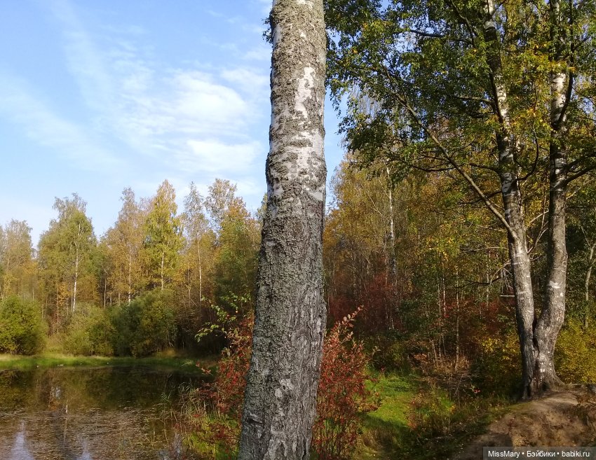 Пташкино гнездо. Глава 18. "Придет зима, а за зимой - весна, и ты вернешься" (фото 3)