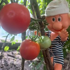 Весёлые картинки. "Помидоры". Часть 1