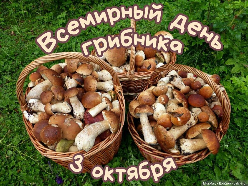 Веселые картинки. День грибника