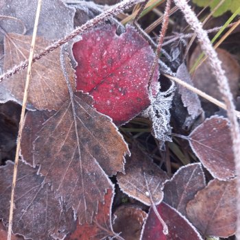 Золото осени