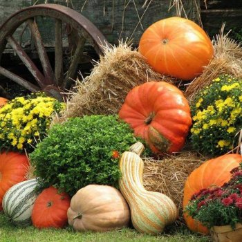 Ярмарка "Праздник урожая". Программа