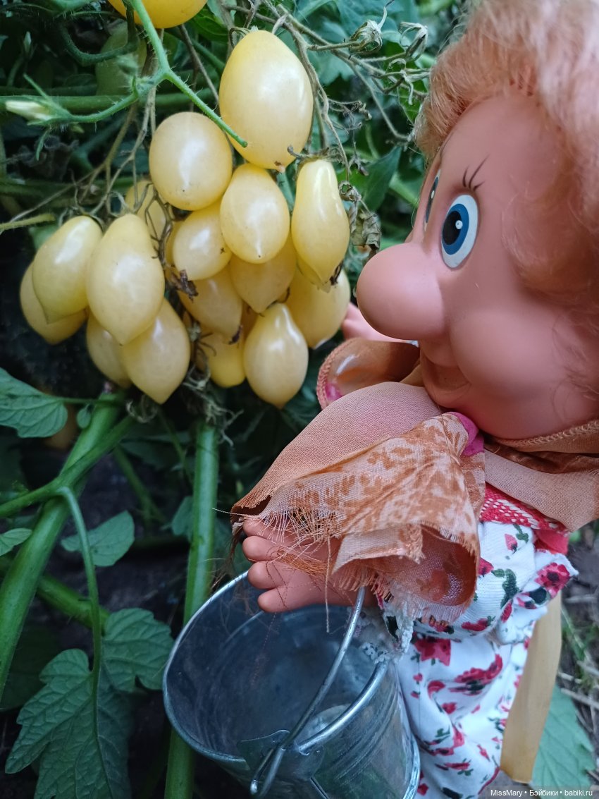 Веселые картинки. Тетя Анфиса и бешеные помидоры