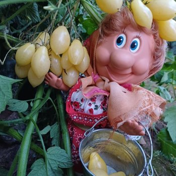 Веселые картинки. Тетя Анфиса и бешеные помидоры