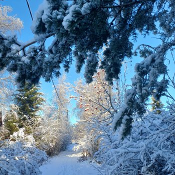 Снежное волшебство