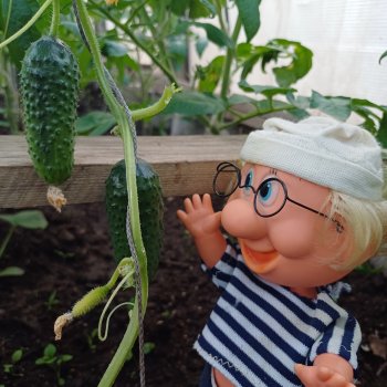 Дядя Увэ и первый огурец 🥒