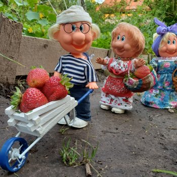 Собираем клубнику!