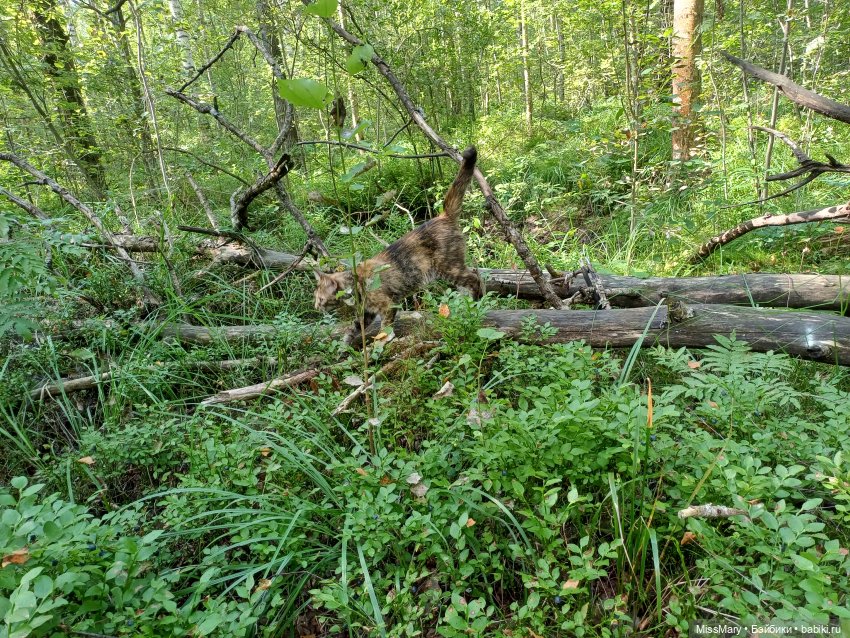 Как Фаина с Анфисой за черникой ходили🫐 (фото 3)