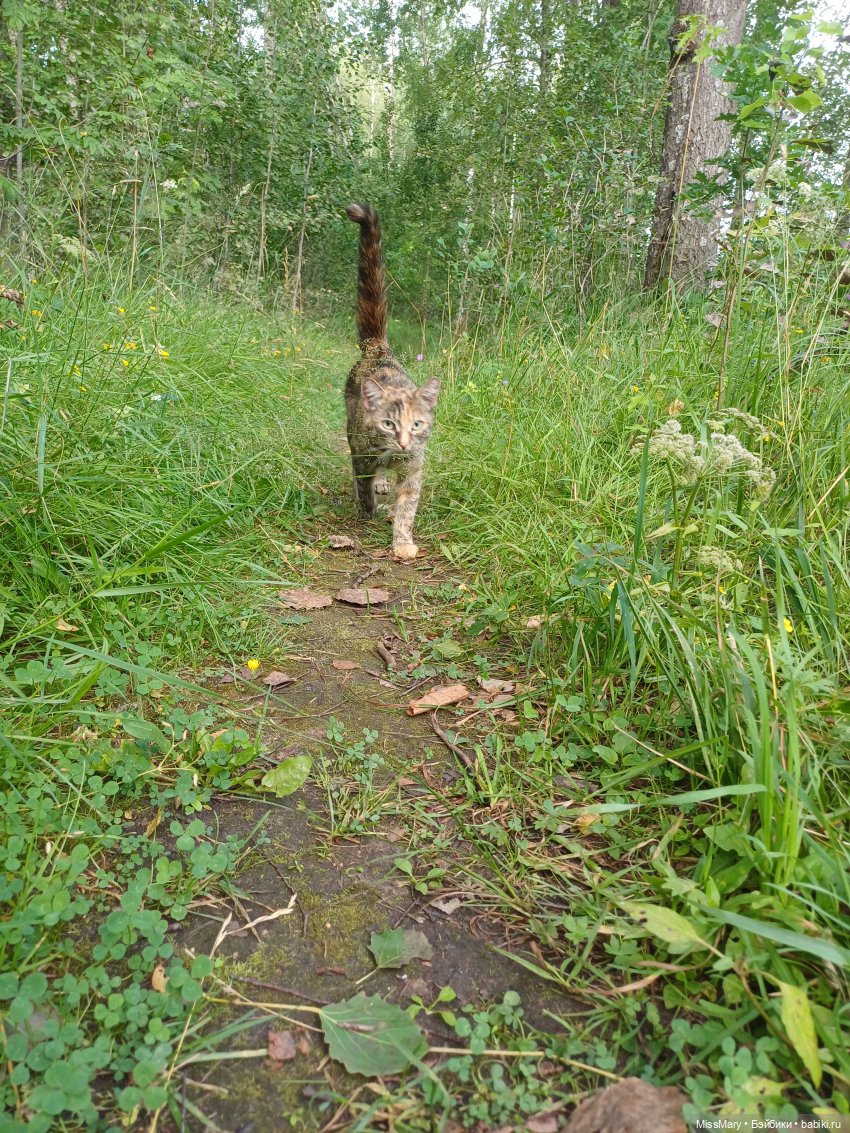 Как Фаина с Анфисой за черникой ходили🫐 (фото 2)