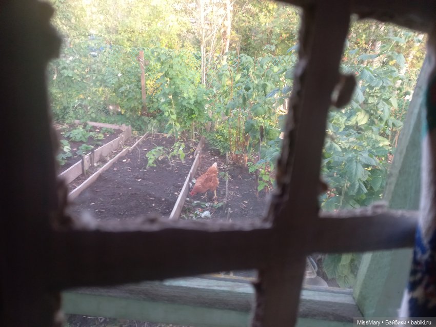 Жар-птица и Морская дева. Путеводитель по сказке + закадровое (фото 4)