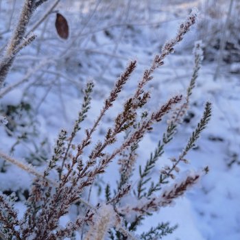 Зимняя сказка