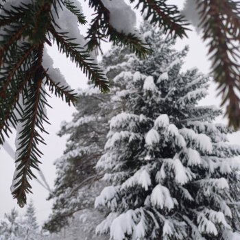 После снегопада❄️