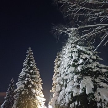 Снег, ёлочки и луна❄️🌲🌕