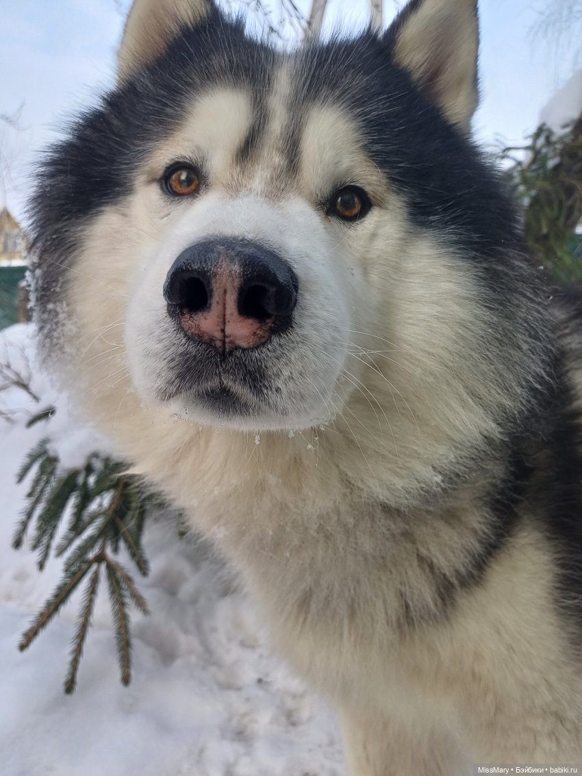 Рыжий лыжник ⛷ — Винтажные куклы ГДР (Немки): Бигги (фото 3)