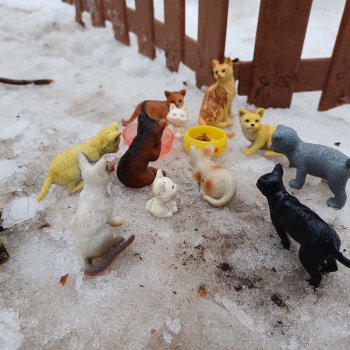 Кормим котиков 🐈🐈‍⬛