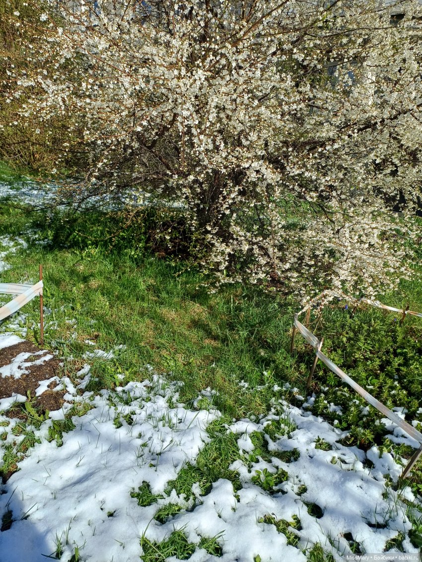 Праздник майской королевы. Уточнение