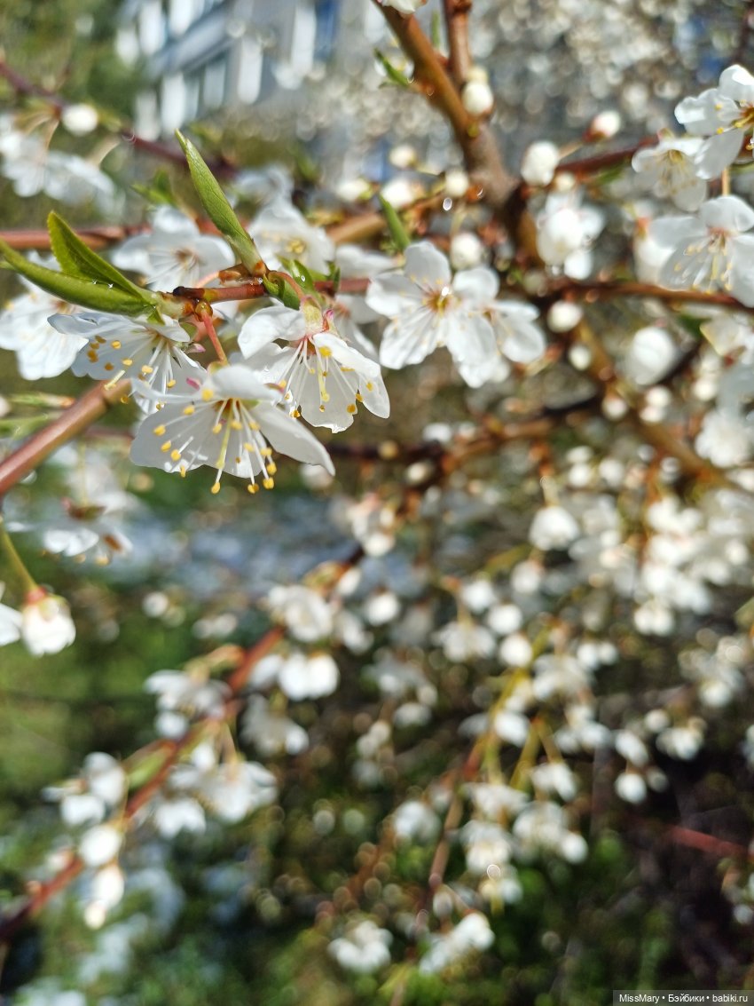 Праздник майской королевы. Уточнение (фото 2)