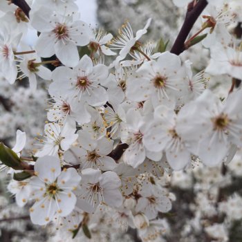 Моя сакура - алыча 🌸