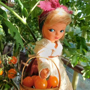 Анькины помидоры 🍅🍅🍅