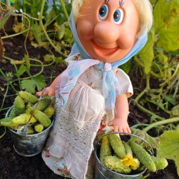 Как Фаина огурцы собирала 🥒🥒🥒