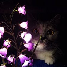 Зимой расцвел колокольчик. Список желающих и данные по отправке