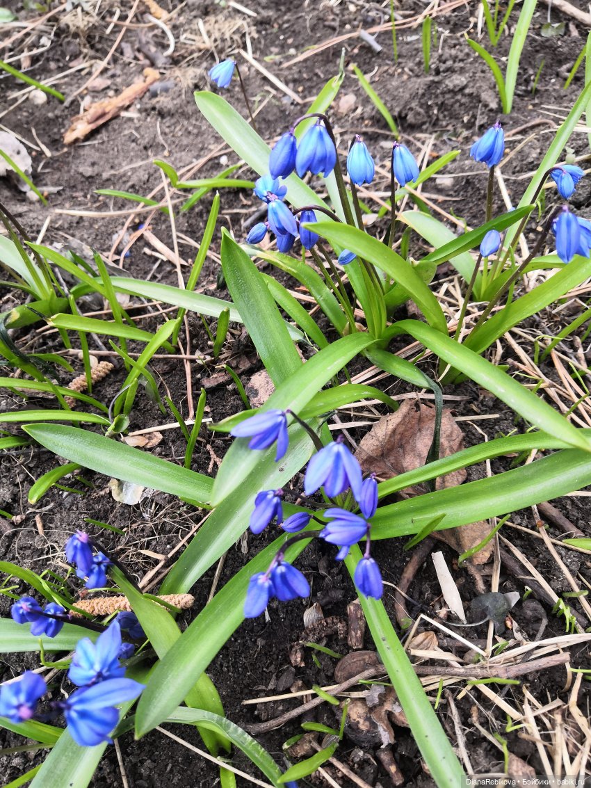 Нарциссы, 4 см — Кукольная миниатюра своими руками: еда