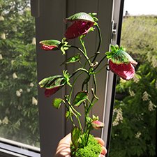 Венерина мухоловка - дикая, но симпатишная