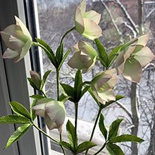 Морозники уже цветут! Приближаем весну