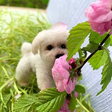 Мотичка и цветочки