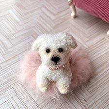 Мальтийская болоночка