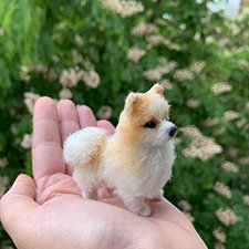 Шпиц по фото