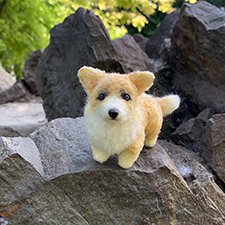 Прогулка с корги в парке у дома