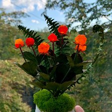 Новые северные солнышки созрели