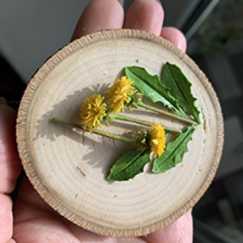 Мини одуванчики в горшочке