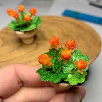 Морошка в миниатюре и история