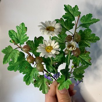 Ромашки и крыжовник