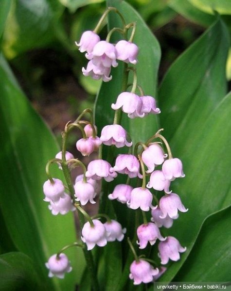 Обалдеть какая красота, я даже не знала, что они существуют 🌷