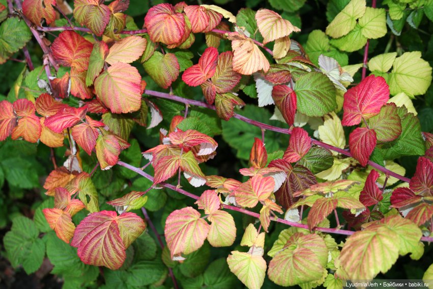 Моя осень — Разные шарнирные куклы (не БЖД): редкие (фото 6)