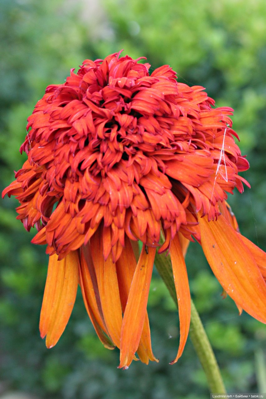 Моя осень — Разные шарнирные куклы (не БЖД): редкие (фото 7)