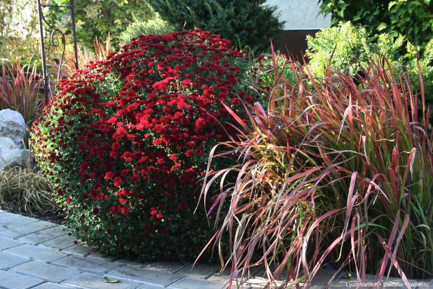 Моя осень — Разные шарнирные куклы (не БЖД): редкие (фото 5)