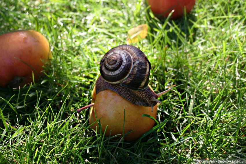 Моя осень — Разные шарнирные куклы (не БЖД): редкие (фото 8)