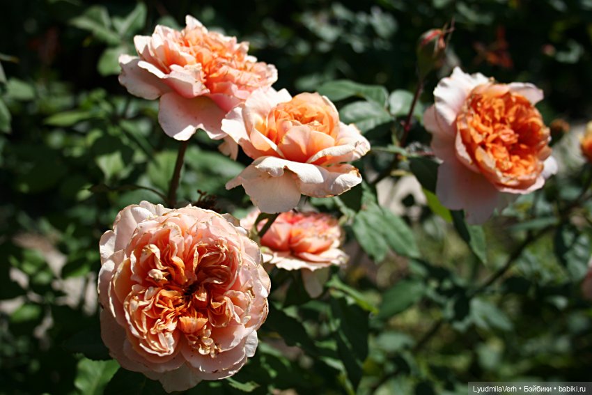 Моя осень — Разные шарнирные куклы (не БЖД): редкие