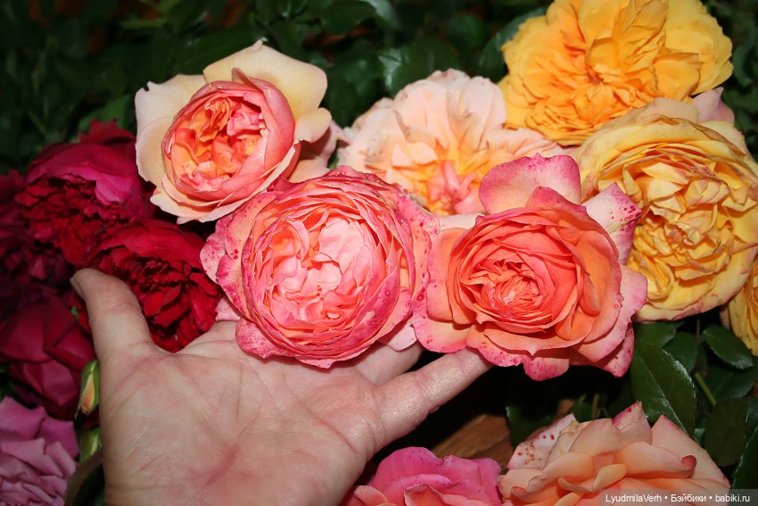 Моя осень — Разные шарнирные куклы (не БЖД): редкие